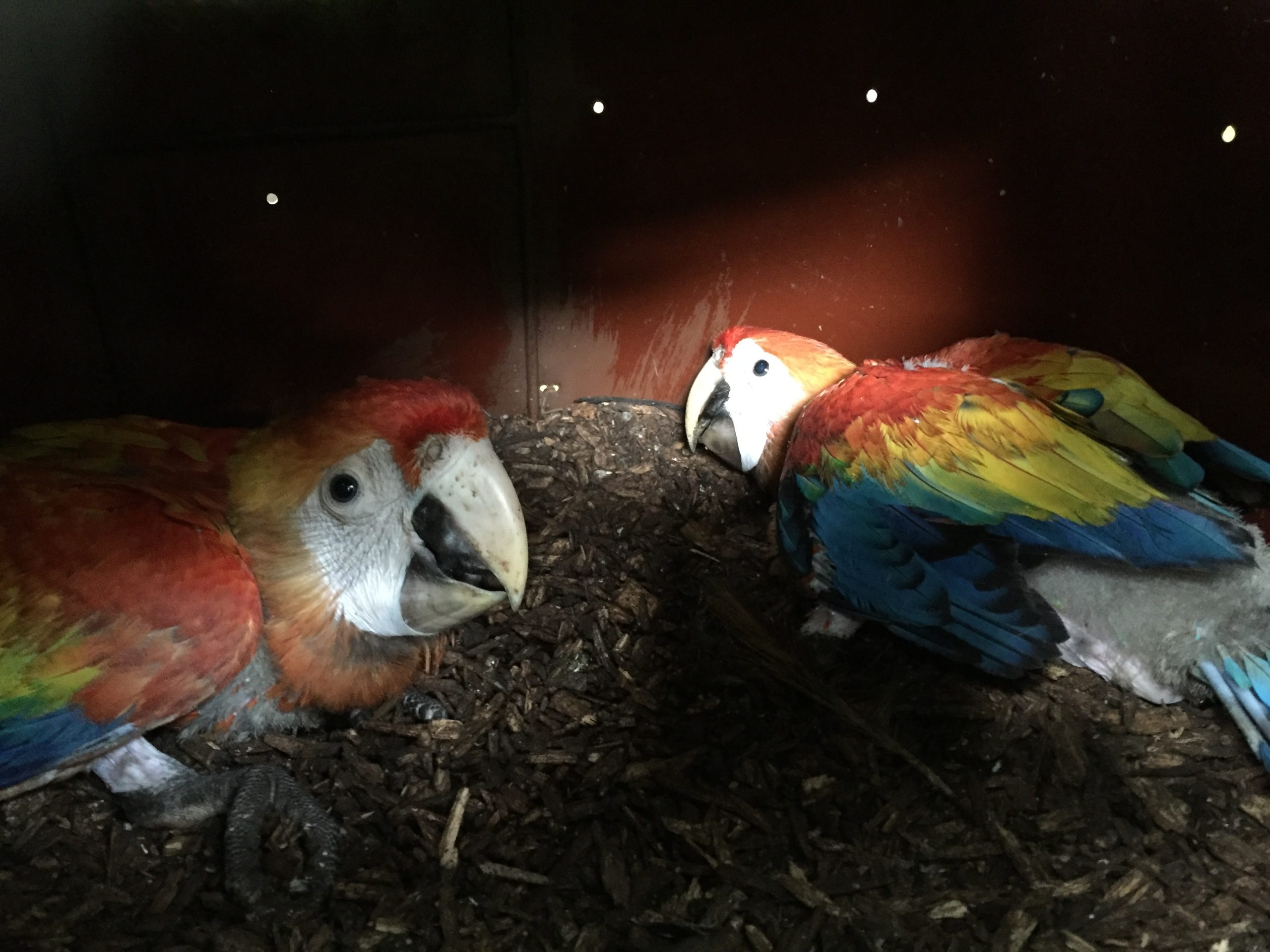 Pichones-de-lapas-en-nido-artificial-scaled
