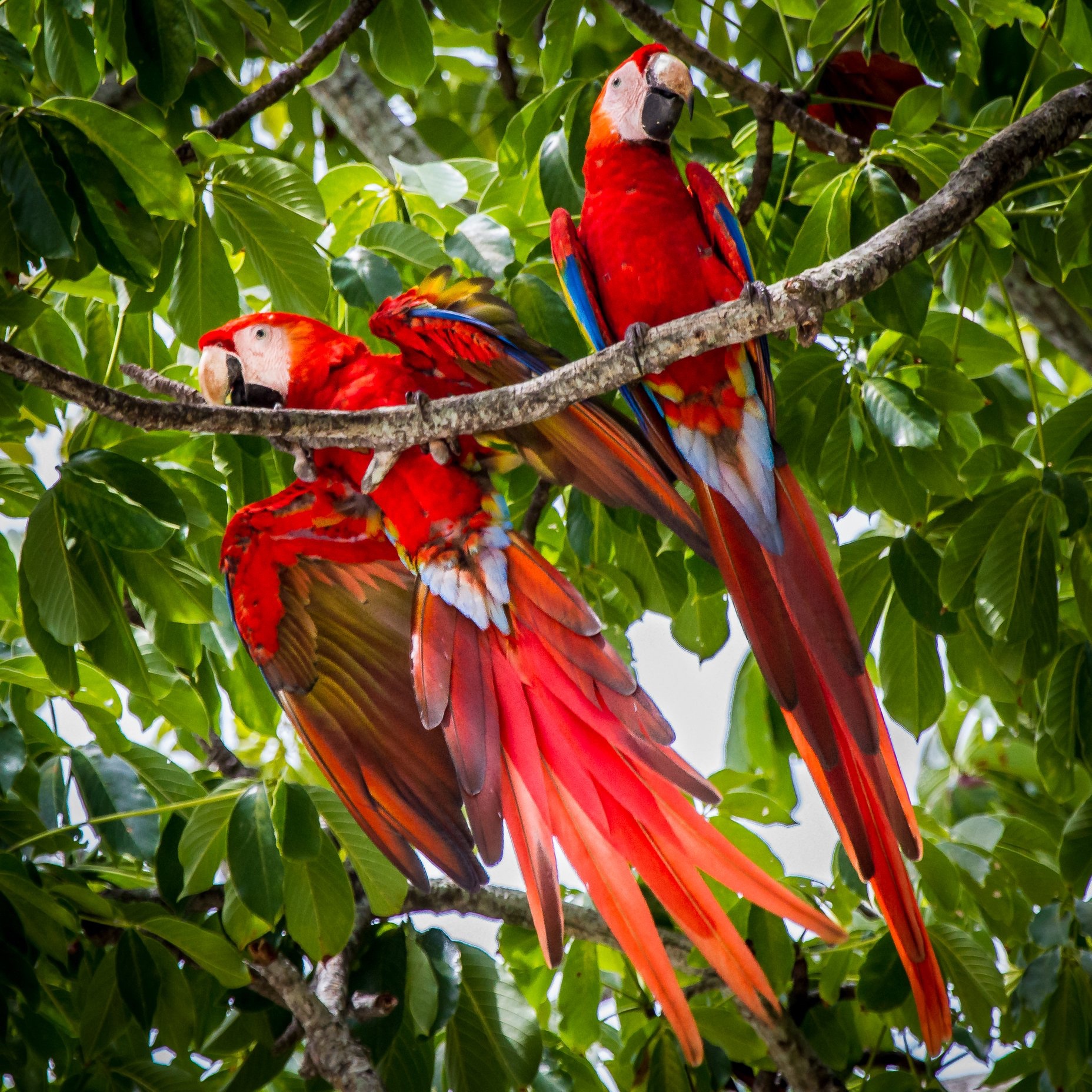 pareja-de-lapas-rojas